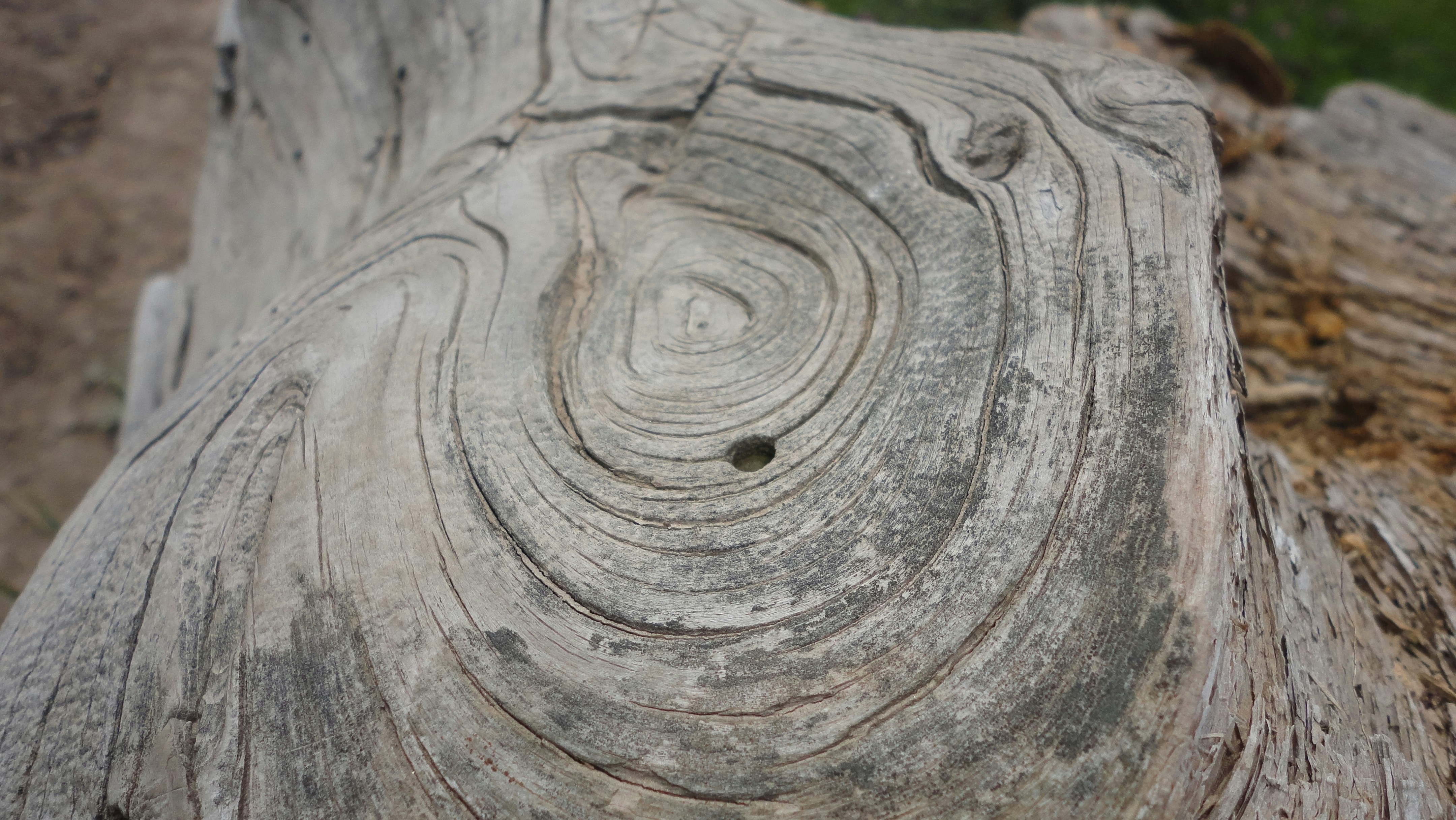 Jaarringen in hout, close-up van een boomstam