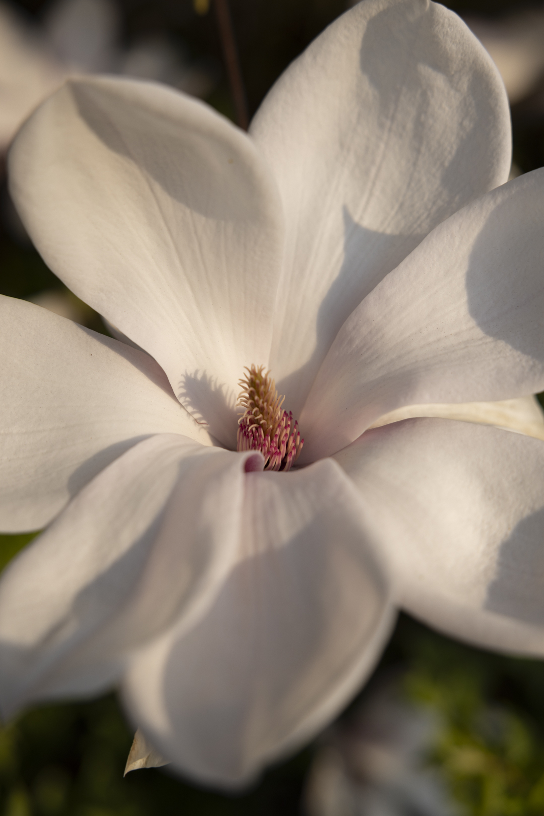 Witte magnolia bloem, close-up